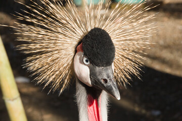 Obraz premium Close-up portrait of a grey crowned crane with golden crest 