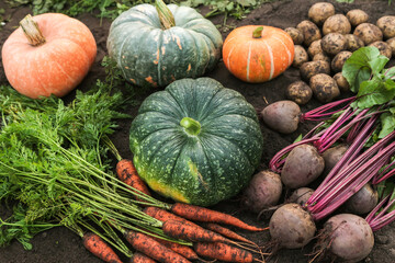 Autumn vegetable harvest of fresh dirty carrot, beetroot, pumpkin and potatoes on soil ground in garden. Harvesting organic eco bio autumnal vegetables