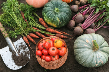 Autumn vegetables with shovel in garden. Harvest of fresh raw carrot, beetroot, pumpkin, tomato and potato on soil ground on garden bed close up
