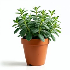Fototapeta premium Potted sage plant stands on clean white surface. Green sage herbs grow in terracotta pot. Fresh spice plant for cooking and decoration in minimalistic style. Aromatic sage is ready to use.