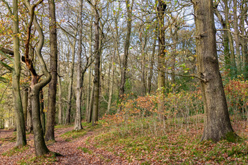 Natural regeneration of oak (Quercus), in an ancient semi-natural woodland designated a SSSI (Site of Special Scientific Interest), is an important woodland management tool.