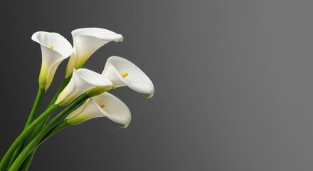 Elegant, pristine white calla lilies arranged simply against a clean background, highlighting their smooth, trumpet-like shape and delicate texture, pristine, organic, flower