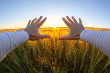 hands with spikelets of wheat against the setting sun