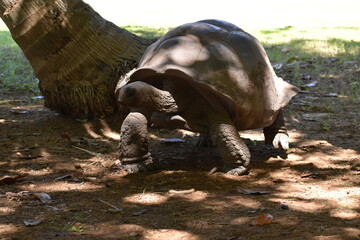 tortue g&eacute;ante des Seychelles ou tortue g&eacute;ante d'Aldabra