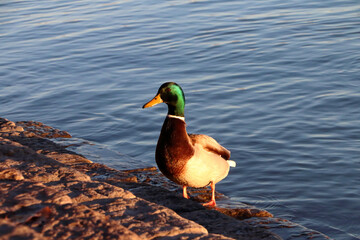 Fototapeta premium Duck on the water's edge.