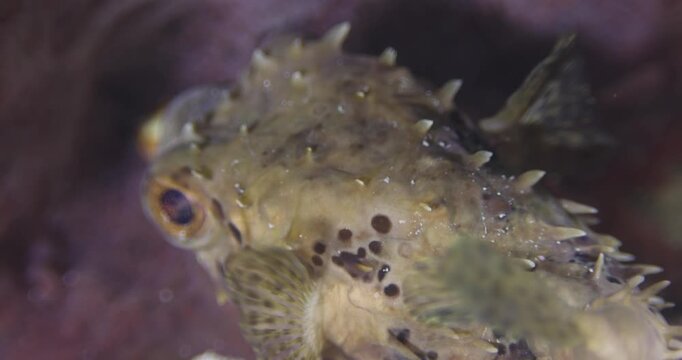 Close-up of Porcupinefish swimming underwater. Seabed exploration, marine ecosystem, underwater nature, tropical fish. Underwater world and life of its inhabitants. Diving.