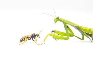praying mantis is fighting a wasp close-up on a white background. Hunting in the world of insects. Prey for eating insects