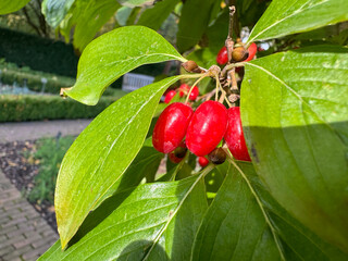 Fototapeta premium Bright red berries of a dogwood tree hanging from a branch. Cornus officinalis, the Japanese cornel or Japanese cornelian cherry,