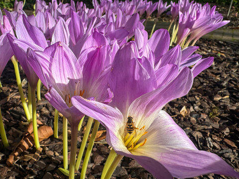 Close-up of a hoverfly pollinating a pink and white autumn crocus flower, highlighting the vibrant colors and detailed stamen.