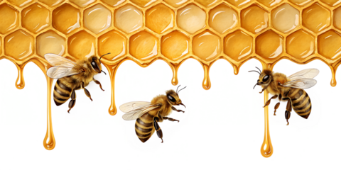Honeycomb with Dripping Honey and Bees, transparent background