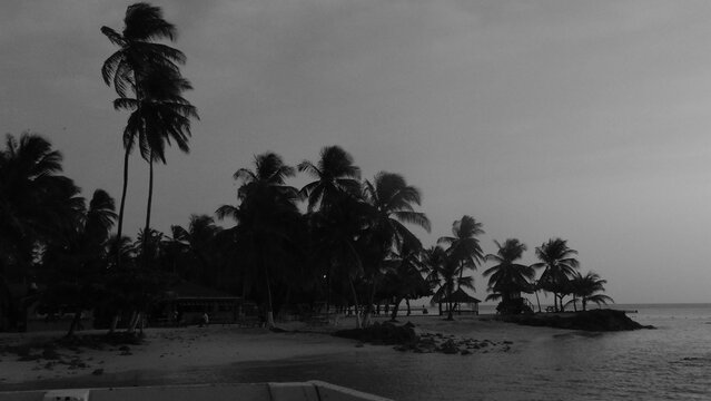 Evening Calm Settles Over a Tropical Beach With Swaying Palms Under a Moody Sky - Powered by Adobe