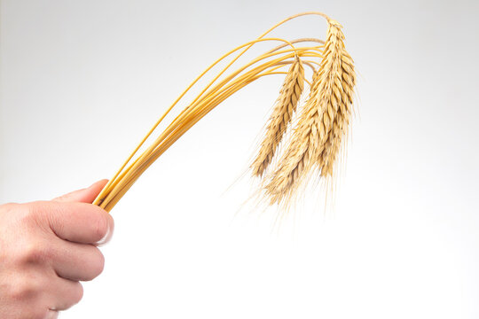 ripe ears of wheat close-up in a human hand on a white background. bread industry. vegetarian food