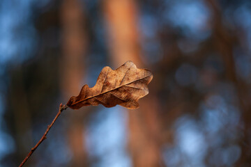 Single dry oak leaf lit by warm sunset light, with a soft blurred forest background creating a natural, atmospheric autumn close-up