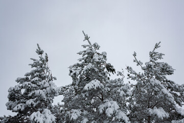 Snow-covered pine treetops against a pale winter sky, creating a calm and natural seasonal scene with soft, frosty detail