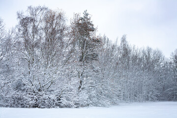 Winter forest covered in fresh snow, with delicate bare branches creating a bright, serene seasonal landscape under a soft, pale sky