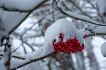 Bright red berries covered in fresh snow on a winter branch, creating a vivid contrast and natural seasonal detail