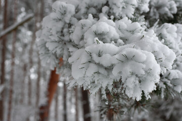 Snow-covered pine needles in a winter forest, showing natural texture and frosty detail with a softly blurred background