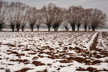 Winter rural landscape with pollarded willows and a plowed field partly covered in melting snow under an overcast sky