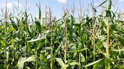 Corn field at golden sunset with lush green plants. Green leaves surrounding the corn.