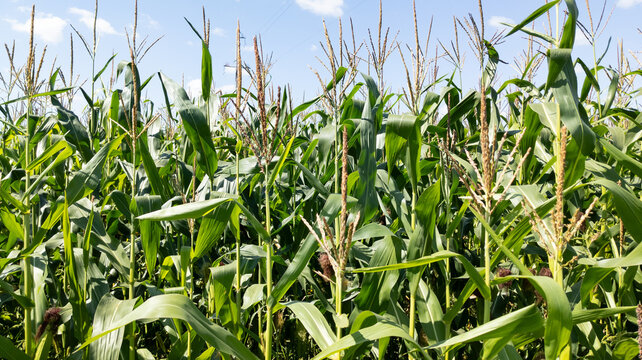 Corn field at golden sunset with lush green plants. Green leaves surrounding the corn.