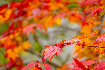 Autumn Colors in Daisetsuzan National Park in Hokkaido, Japan