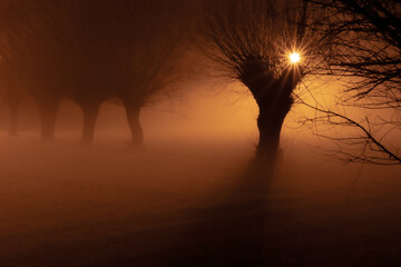 Foggy willow alley illuminated by warm sunset light, creating a dreamy, atmospheric landscape with dramatic silhouettes and glowing haze