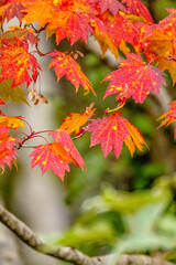 Fototapeta premium Autumn Colors in Daisetsuzan National Park in Hokkaido, Japan