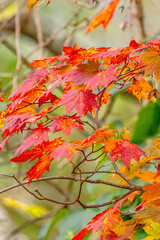 Autumn Colors in Daisetsuzan National Park in Hokkaido, Japan