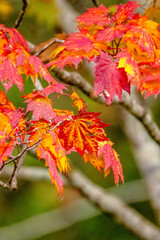 Autumn Colors in Daisetsuzan National Park in Hokkaido, Japan