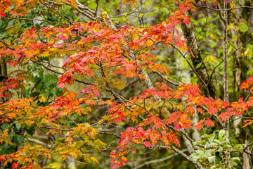 Autumn Colors in Daisetsuzan National Park in Hokkaido, Japan