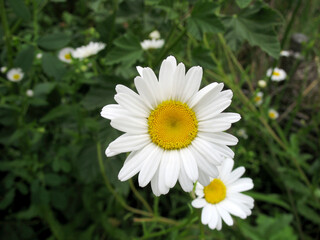 close-up of a white daisy with a yellow center among green grass