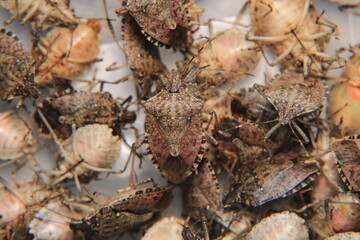 Halyomorpha Halys insect kahverengi kokarca böceği macro photo	