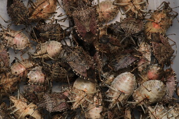 Halyomorpha Halys insect kahverengi kokarca böceği macro photo	