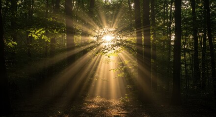 Fototapeta premium Brilliant morning sun filtering through thick forest canopy creating strong atmospheric lighting effects, intense lens flare, and deep shadows ,backlight ,nature ,contrast