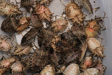 Halyomorpha Halys insect kahverengi kokarca böceği macro photo	