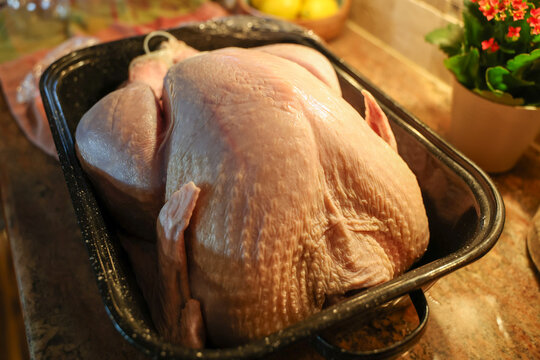 Raw Turkey face up in a pan before getting cooked for Thanksgiving or Christmas holiday dinner. The large bird was purchased in the poultry section of a grocery store. 