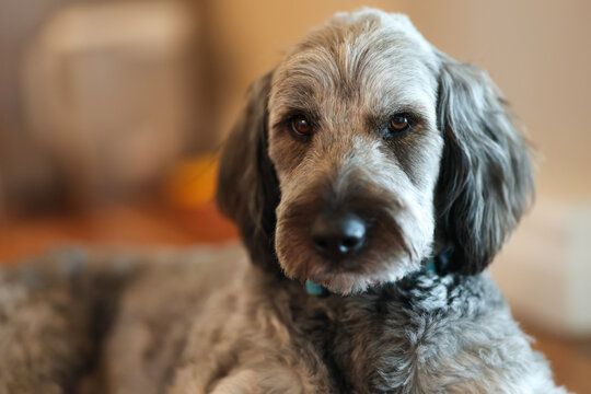 Pretty Aussiedoodle dog with rough fur and a friendly face featuring kind eyes. The popular pet breed is combination of Australian Shepherd and Poodle. The animal has great pyrenees in mixed lineage