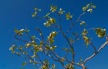 Green and Yellow Leaves on a Blue Sky.