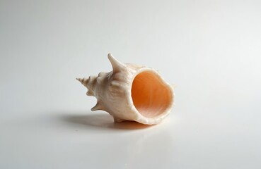 Murex shell on white. Mollusk sea animal house with spiral shape. Exotic marine souvenir object from nature. Seashell closeup shows coast beauty. Gastropod isolated oceanic seacoast decoration in