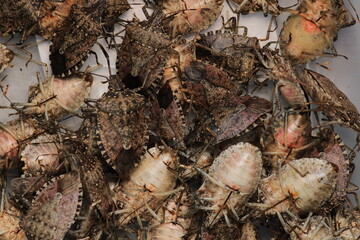 Halyomorpha Halys insect kahverengi kokarca böceği macro photo	
