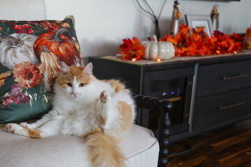 Orange and white domestic house cat licking himself with his leg up in the air. Funny image of an awkward moment on a chair. 