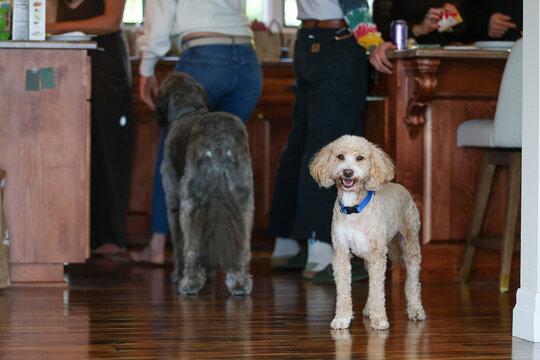 Small golden doodle or poodle dog stands in the kitchen with a friendly smile on his face