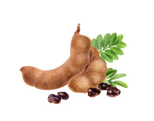 Watercolor Realistic Tamarind with Leaves and Seeds Illustration, Exotic Fruits Collection