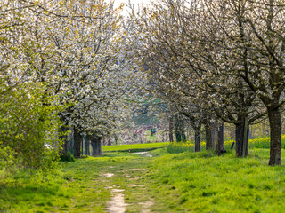 Fototapeta premium Kirschblüte