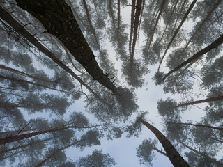 Upward view of tall pine trees disappearing into the fog. Atmospheric forest perspective creating depth, symmetry, and peaceful natural abstraction