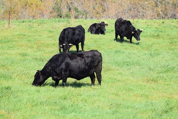 牛の放牧 高原牧場