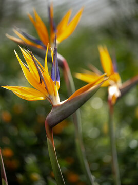 Die Paradiesvogelblume.
