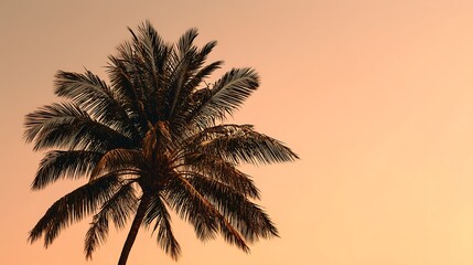 Dreamy tropical sunset with swaying palm tree silhouette