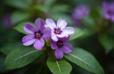 Closeup of Brunfelsia pauciflora flowers in purple and white shades. Delicate petals and green leaves create a natural backdrop. Gentle bloom symbolizes nature and beauty.