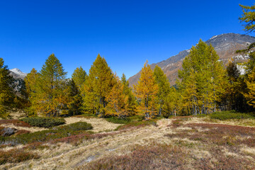 High mountain panorama in October with yellow and orange colored trees, blue sky and light snow on the mountain tops